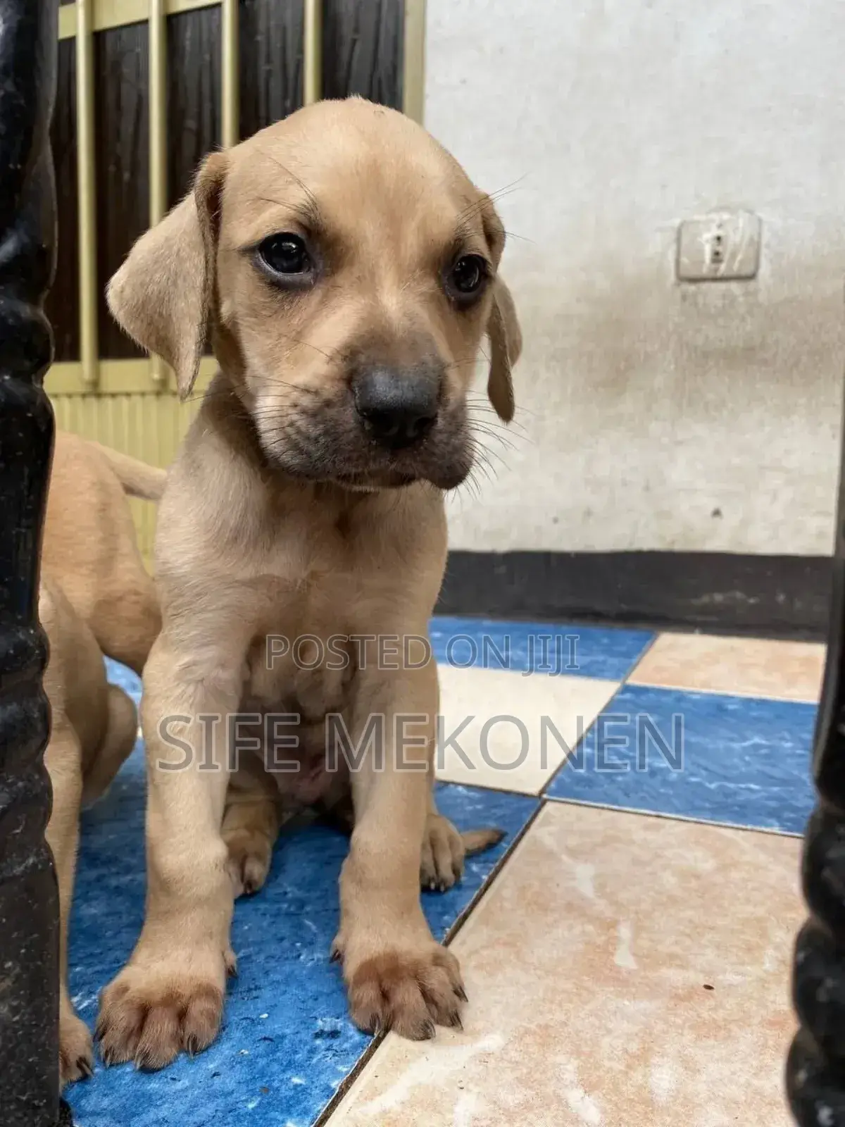 1-3 months Male Purebred Bullmastiff