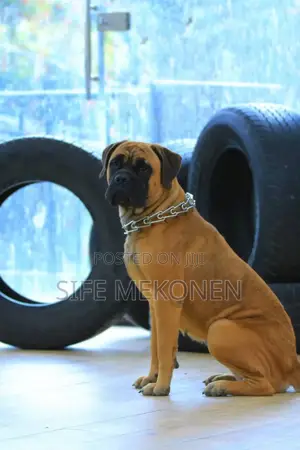 1-3 months Male Purebred Bullmastiff