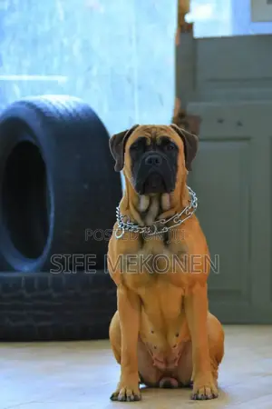 Photo - 1-3 months Male Purebred Bullmastiff