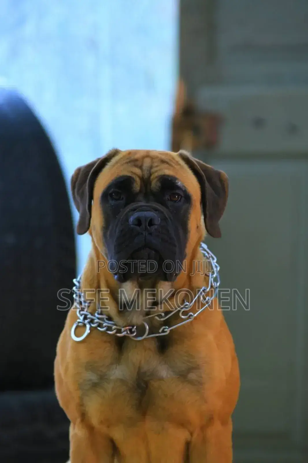 1-3 months Male Purebred Bullmastiff