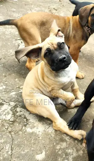 1-3 months Male Purebred Bullmastiff
