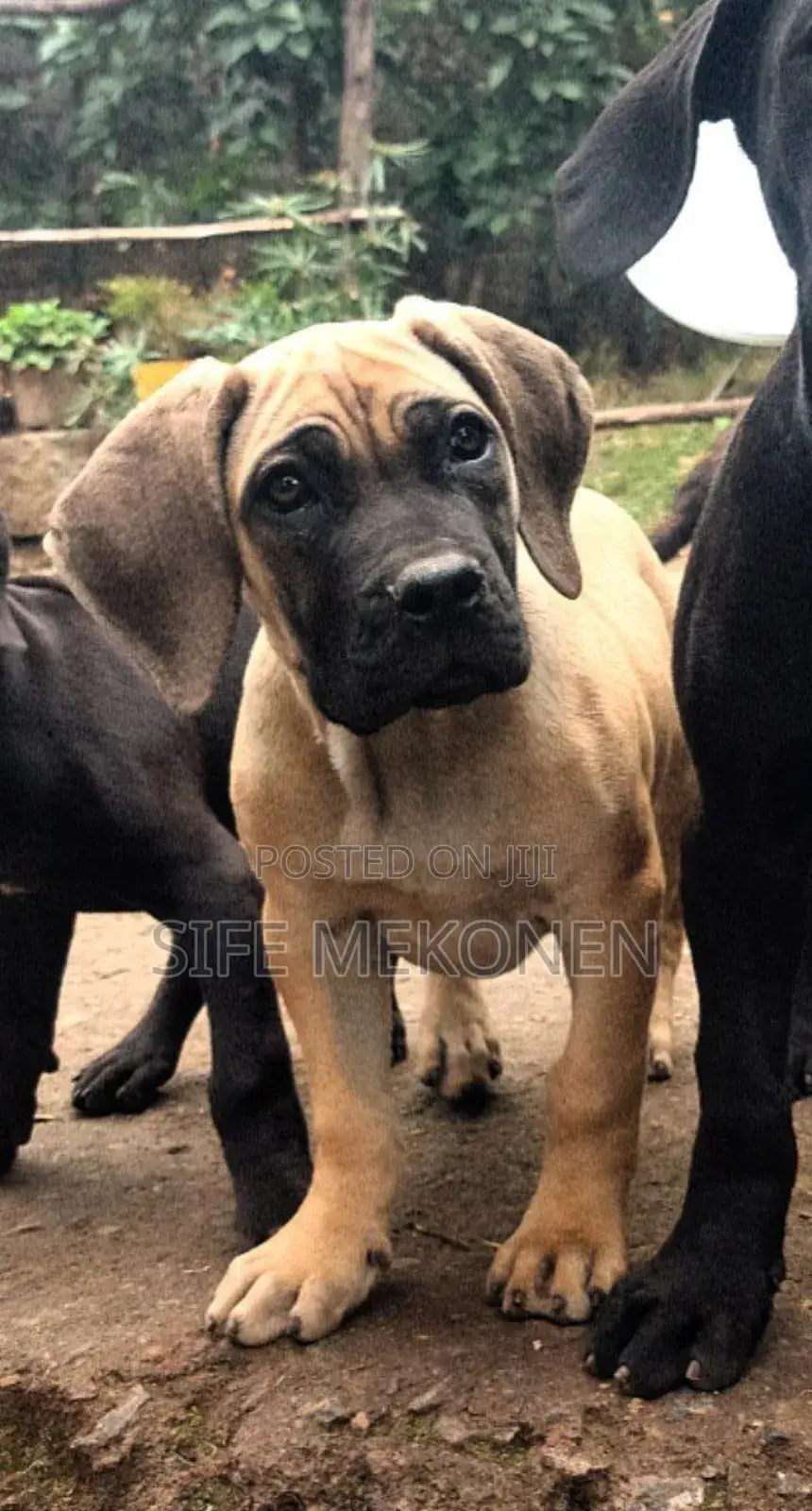 1-3 months Male Purebred Bullmastiff
