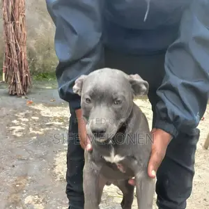 1-3 months Male Purebred American Pit Bull Terrier