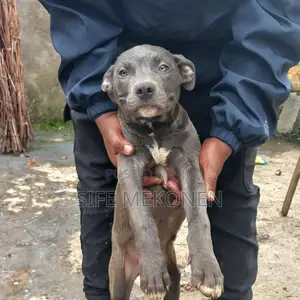 Photo - 1-3 months Male Purebred American Pit Bull Terrier