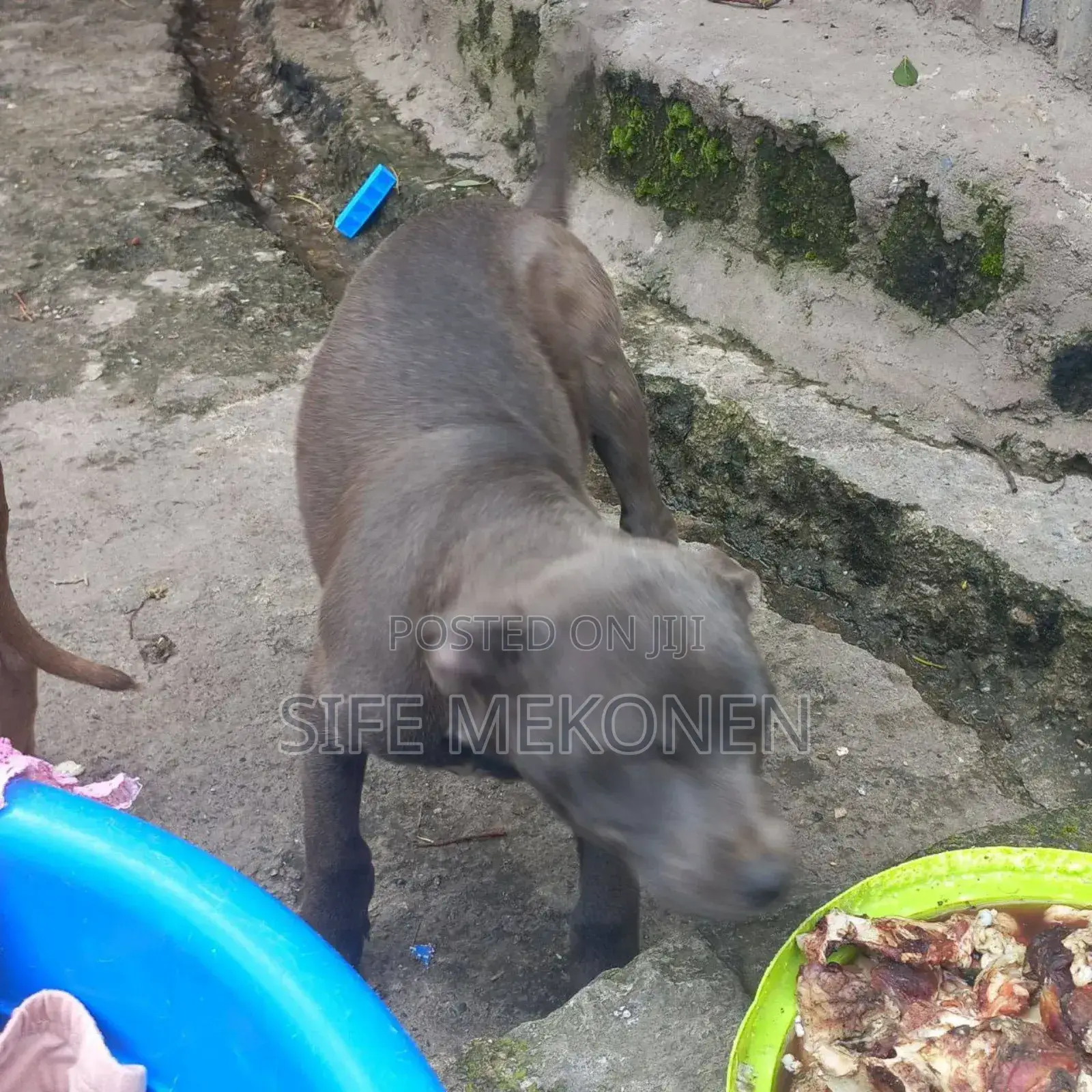 1-3 months Male Purebred American Pit Bull Terrier