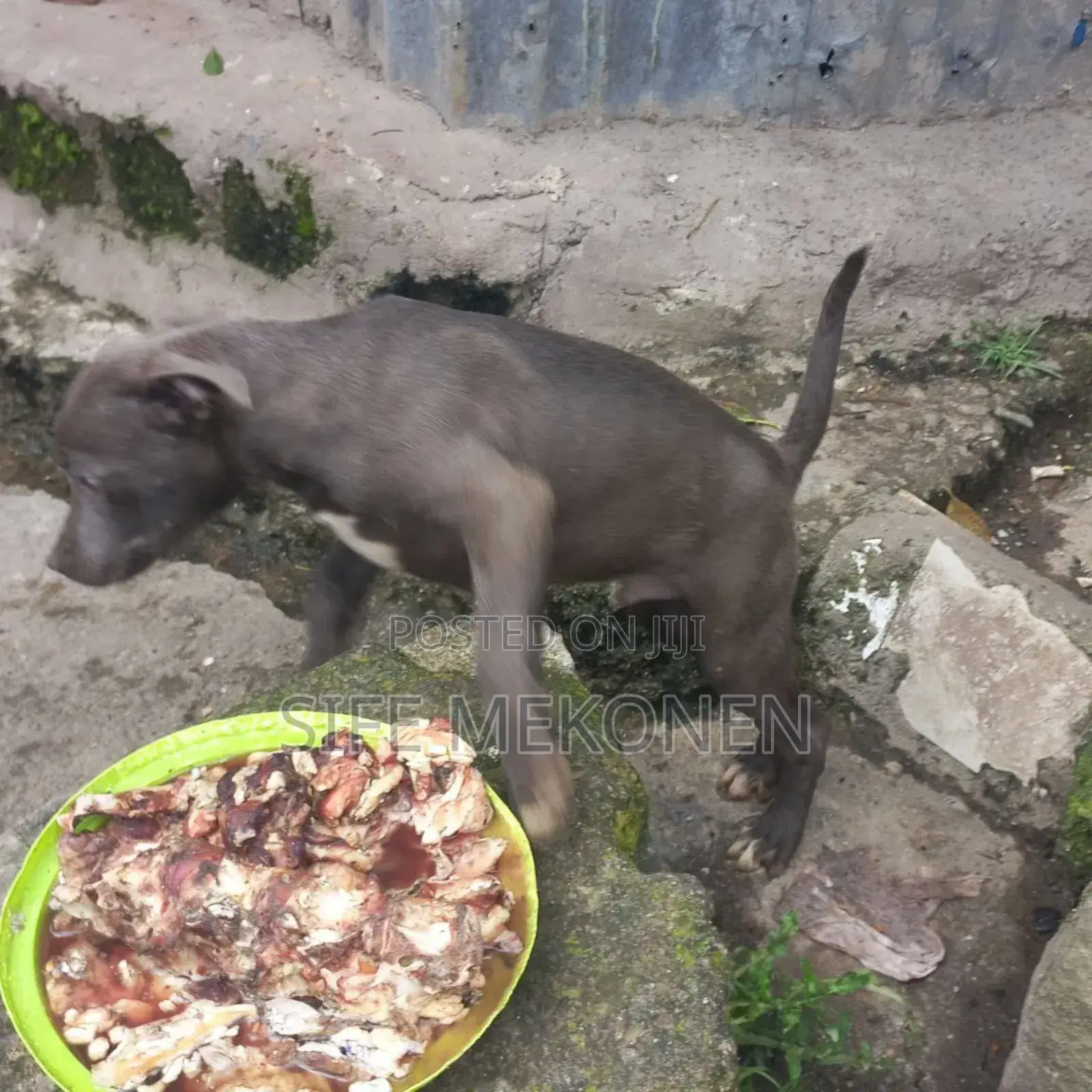 1-3 months Male Purebred American Pit Bull Terrier