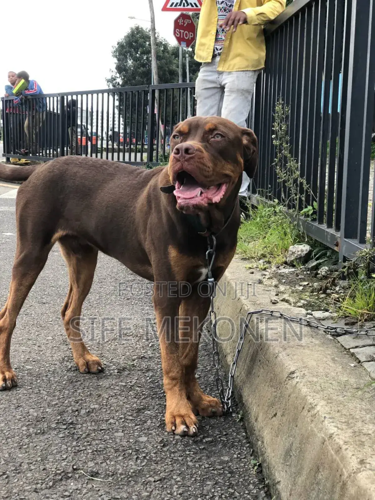 1-3 months Male Mixed Breed American Pit Bull Terrier