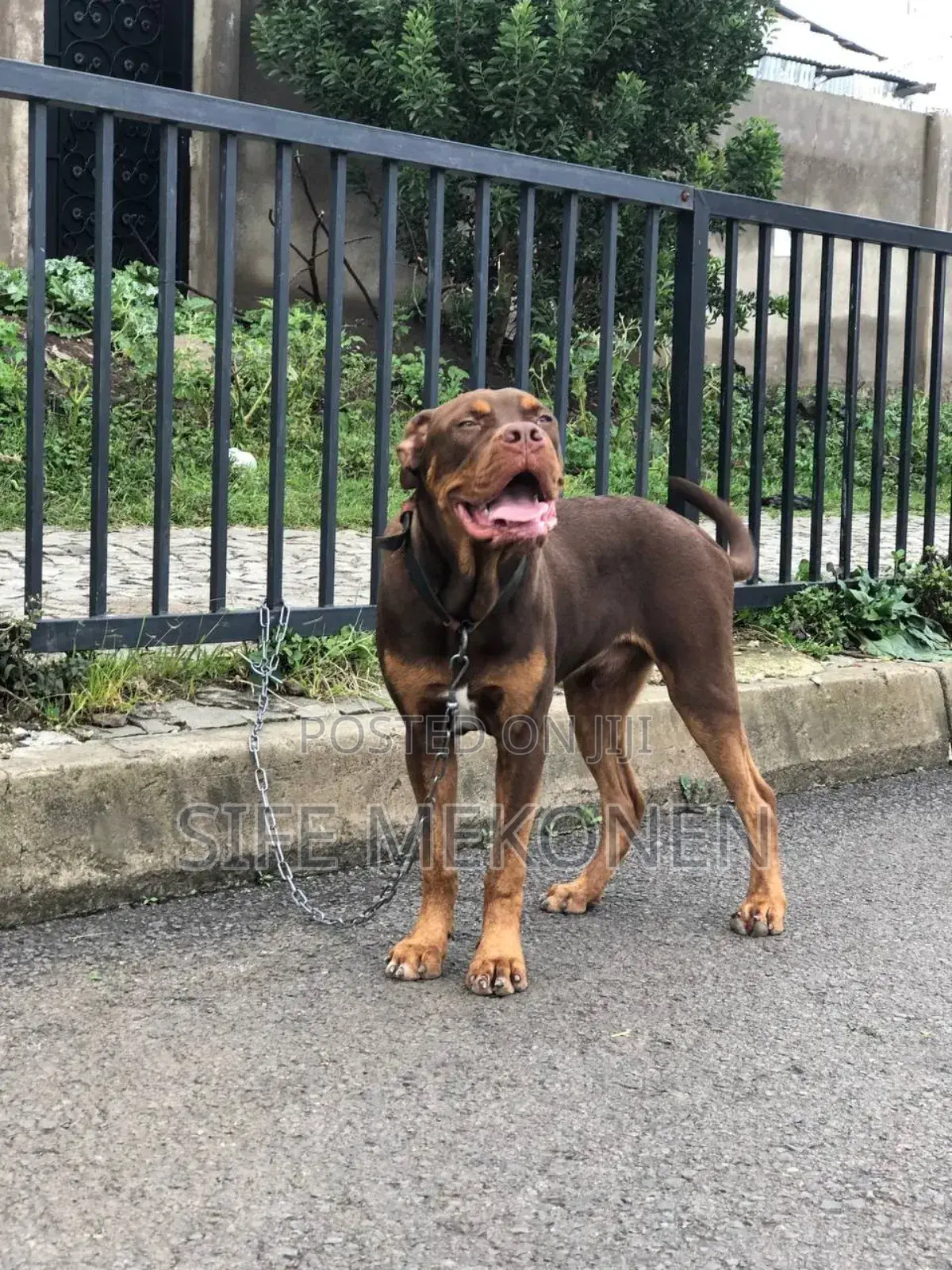 1-3 months Male Mixed Breed American Pit Bull Terrier