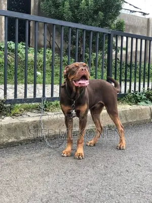 1-3 months Male Mixed Breed American Pit Bull Terrier