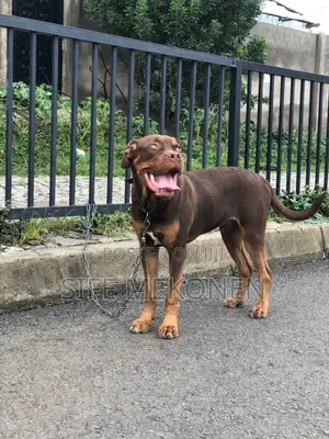 1-3 months Male Mixed Breed American Pit Bull Terrier