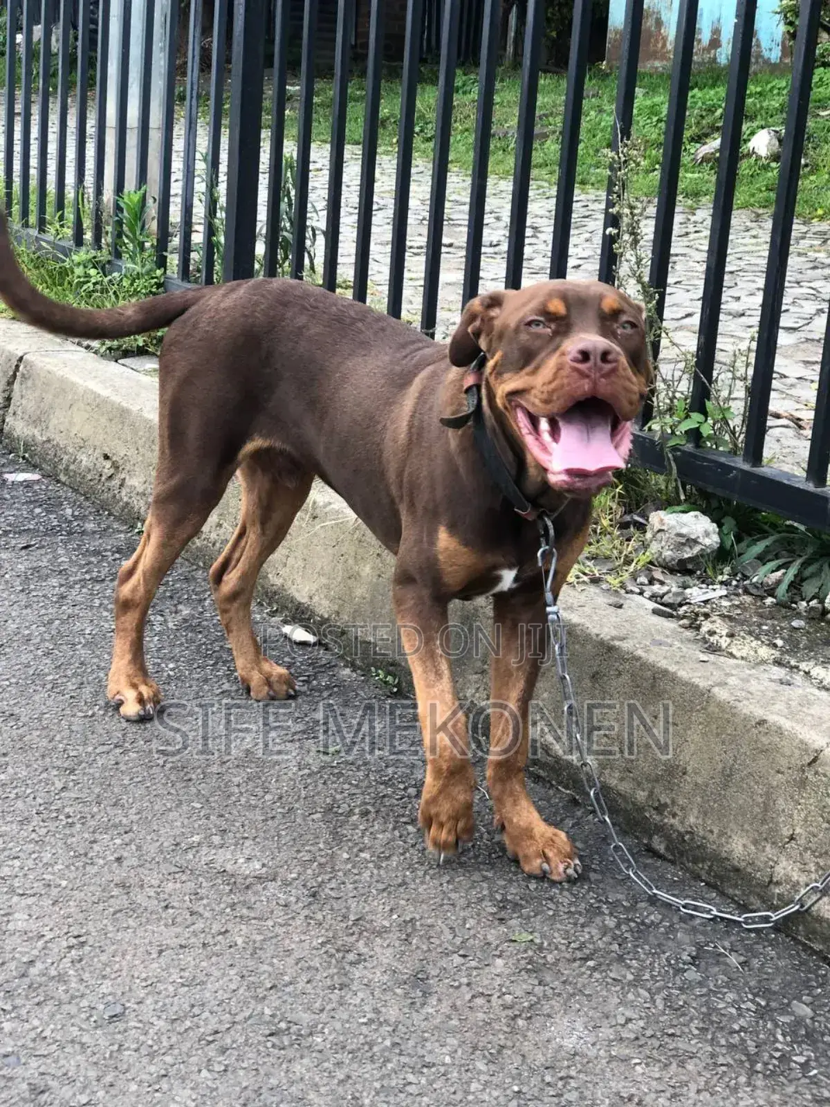 1-3 months Male Purebred American Pit Bull Terrier