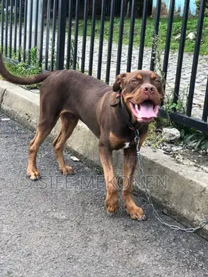 1-3 months Male Purebred American Pit Bull Terrier