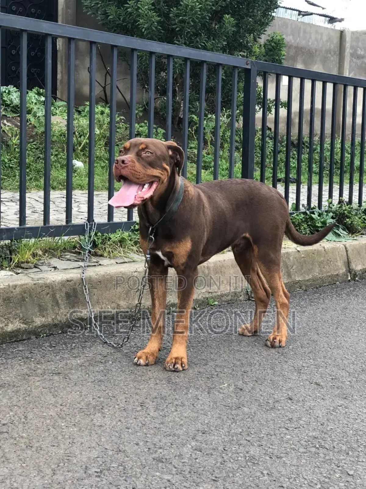 1-3 months Male Purebred American Pit Bull Terrier