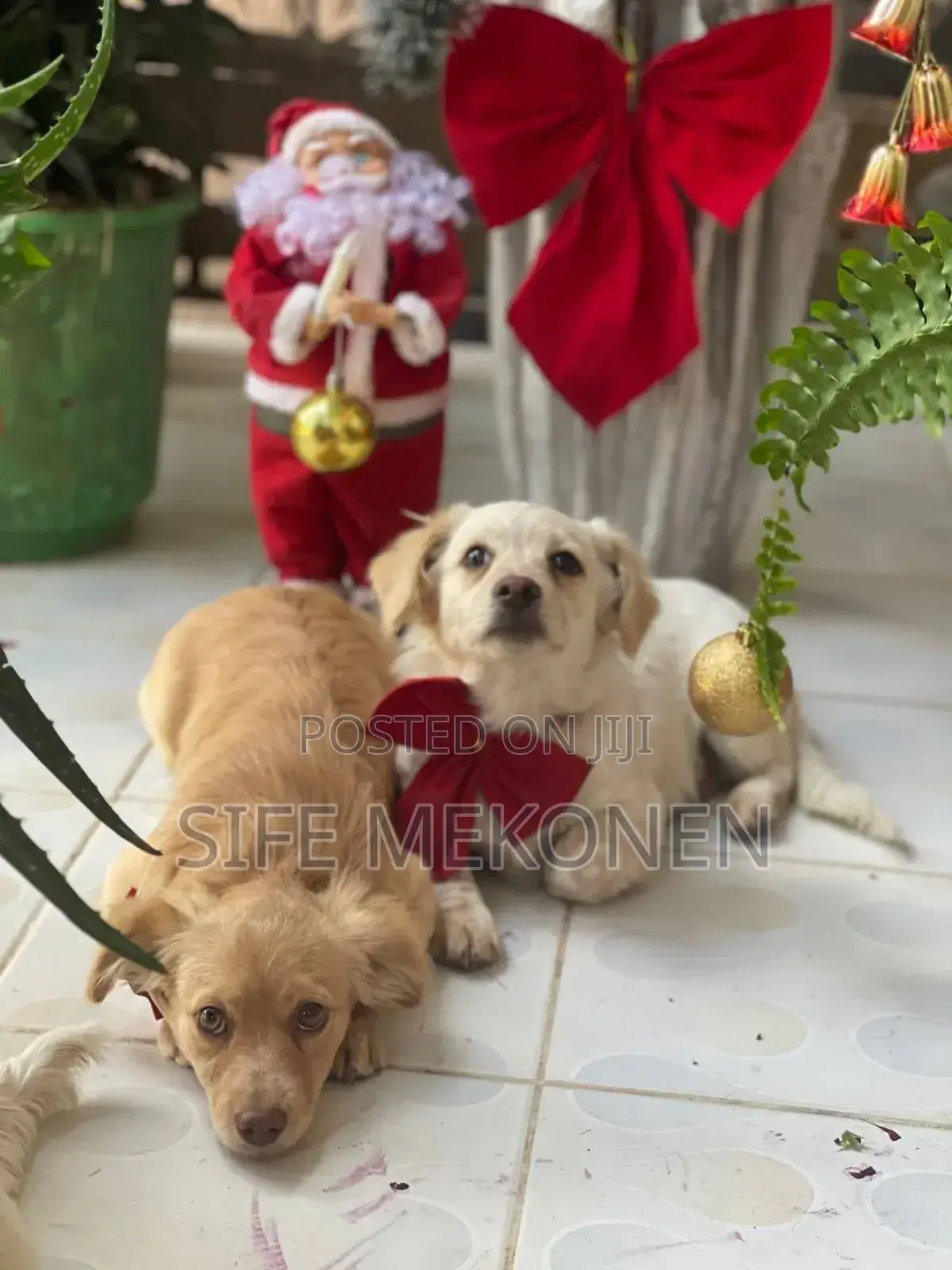 1-3 months Male Purebred Maltese