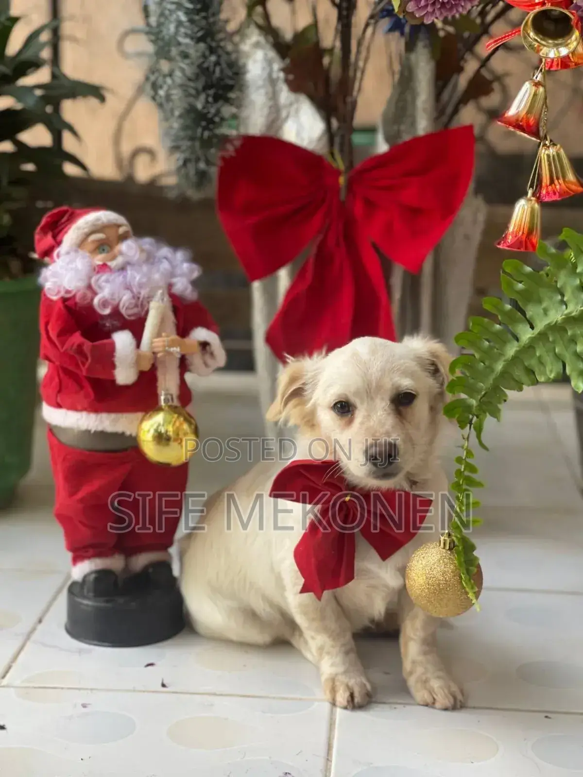 1-3 months Male Purebred Maltese