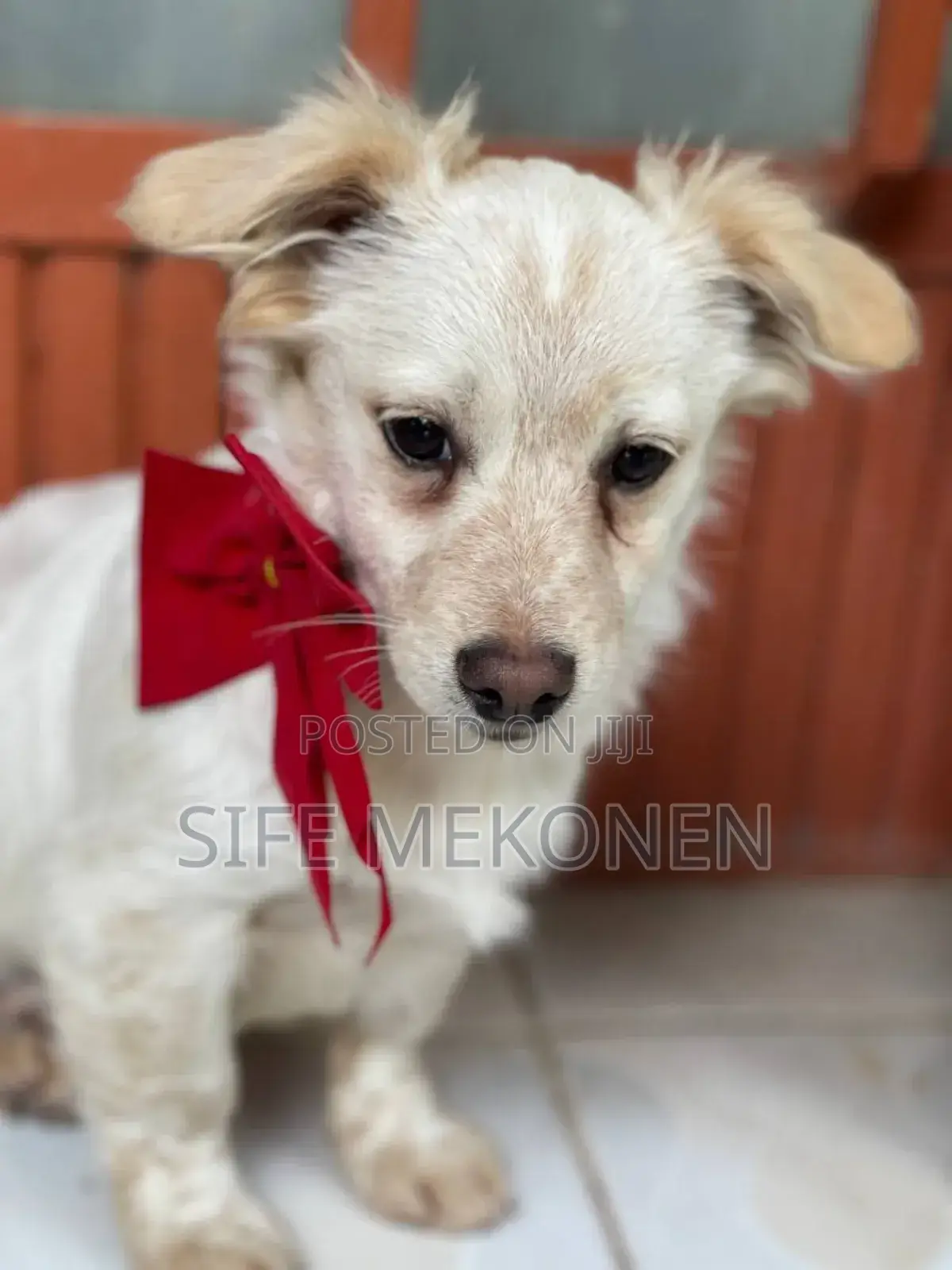 1-3 months Male Purebred Maltese