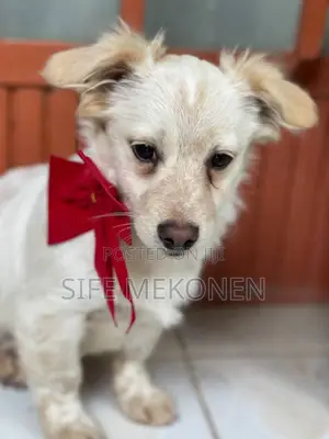 Photo - 1-3 months Male Purebred Maltese