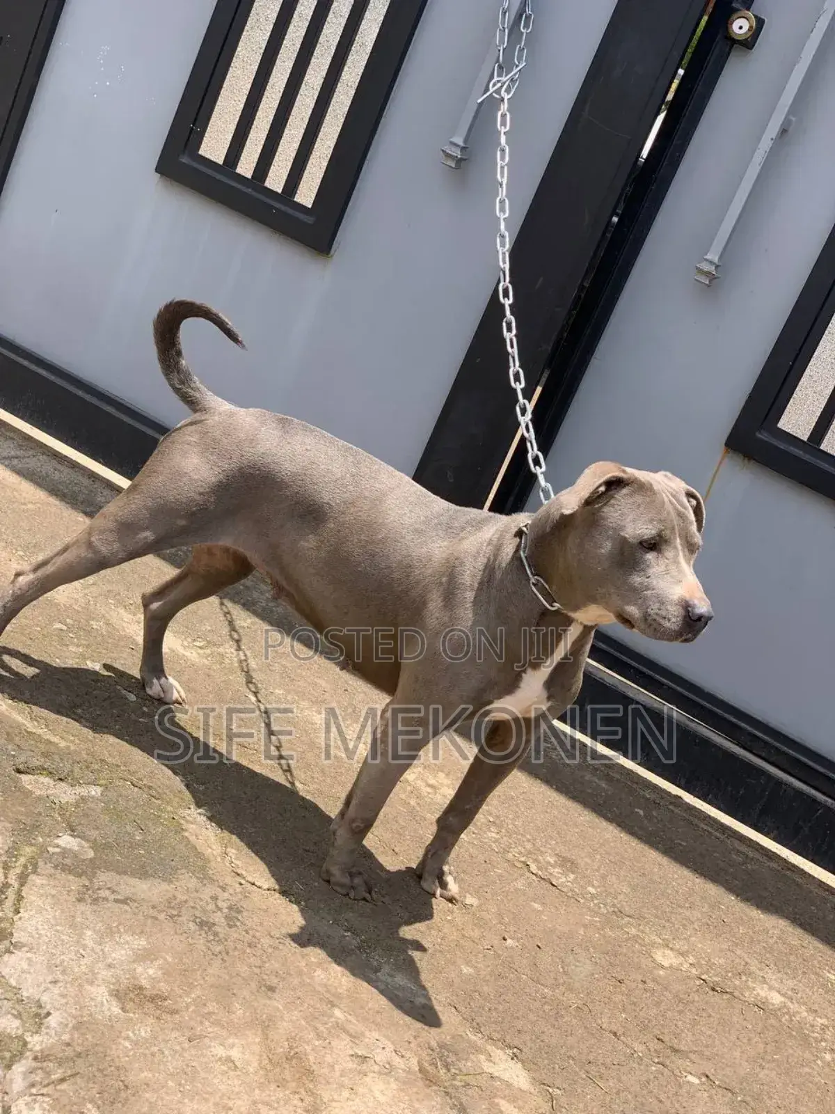 1-3 months Male Purebred American Pit Bull Terrier