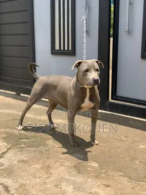 1-3 months Male Purebred American Pit Bull Terrier