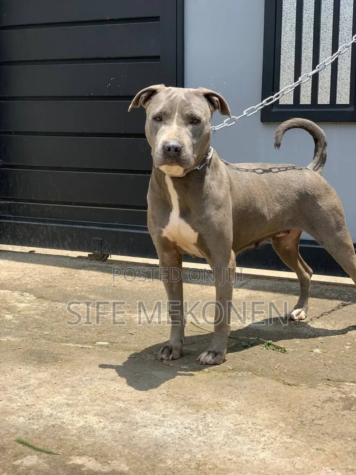 1-3 months Male Purebred American Pit Bull Terrier