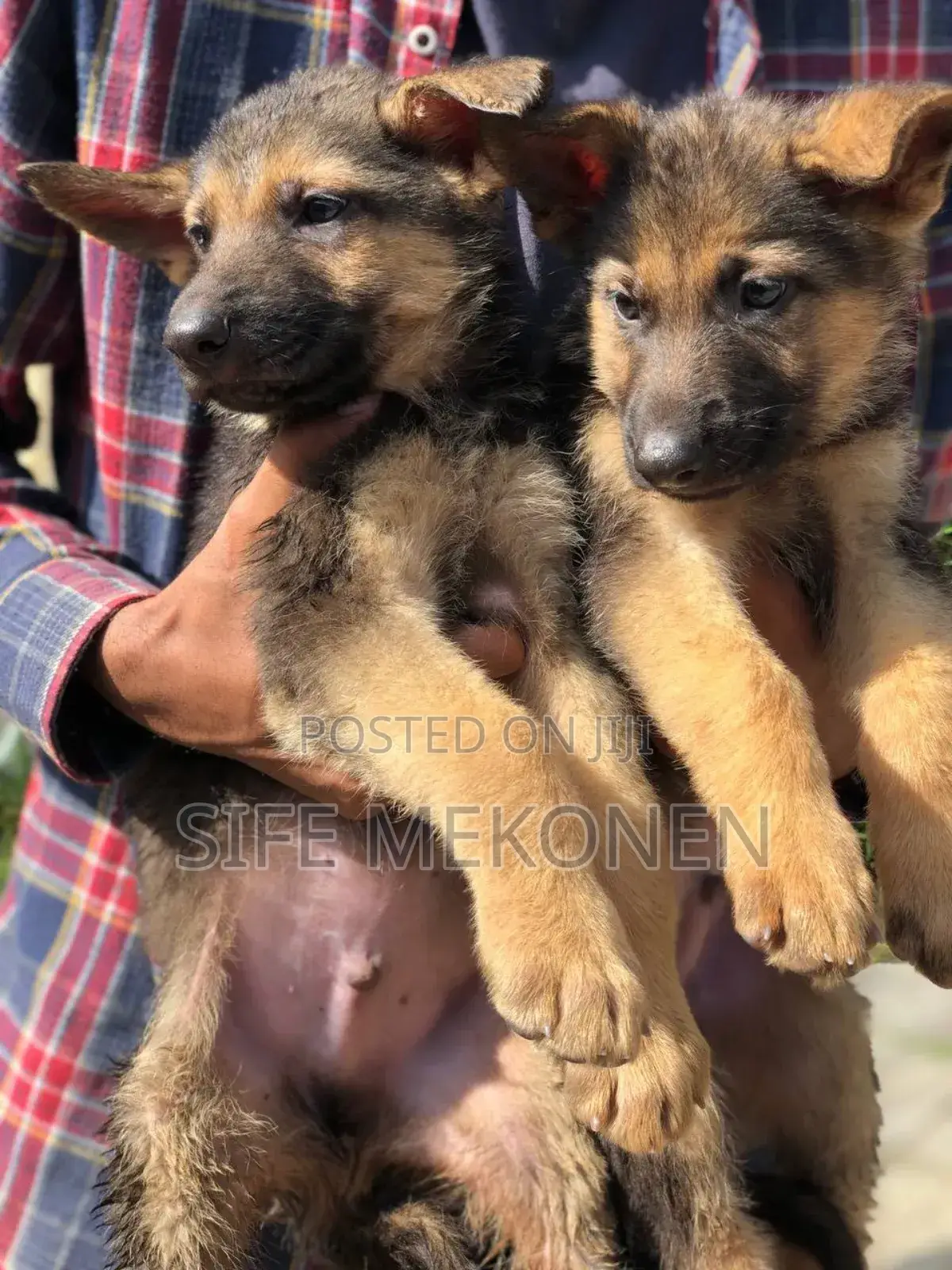 1-3 months Male Purebred German Shepherd