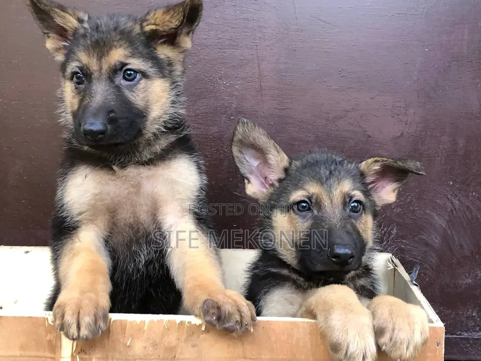 1-3 months Male Purebred German Shepherd