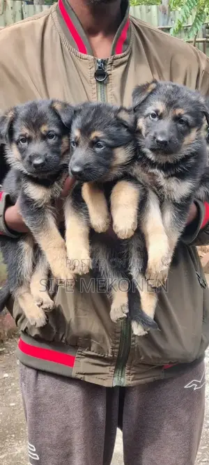 1-3 months Male Purebred German Shepherd