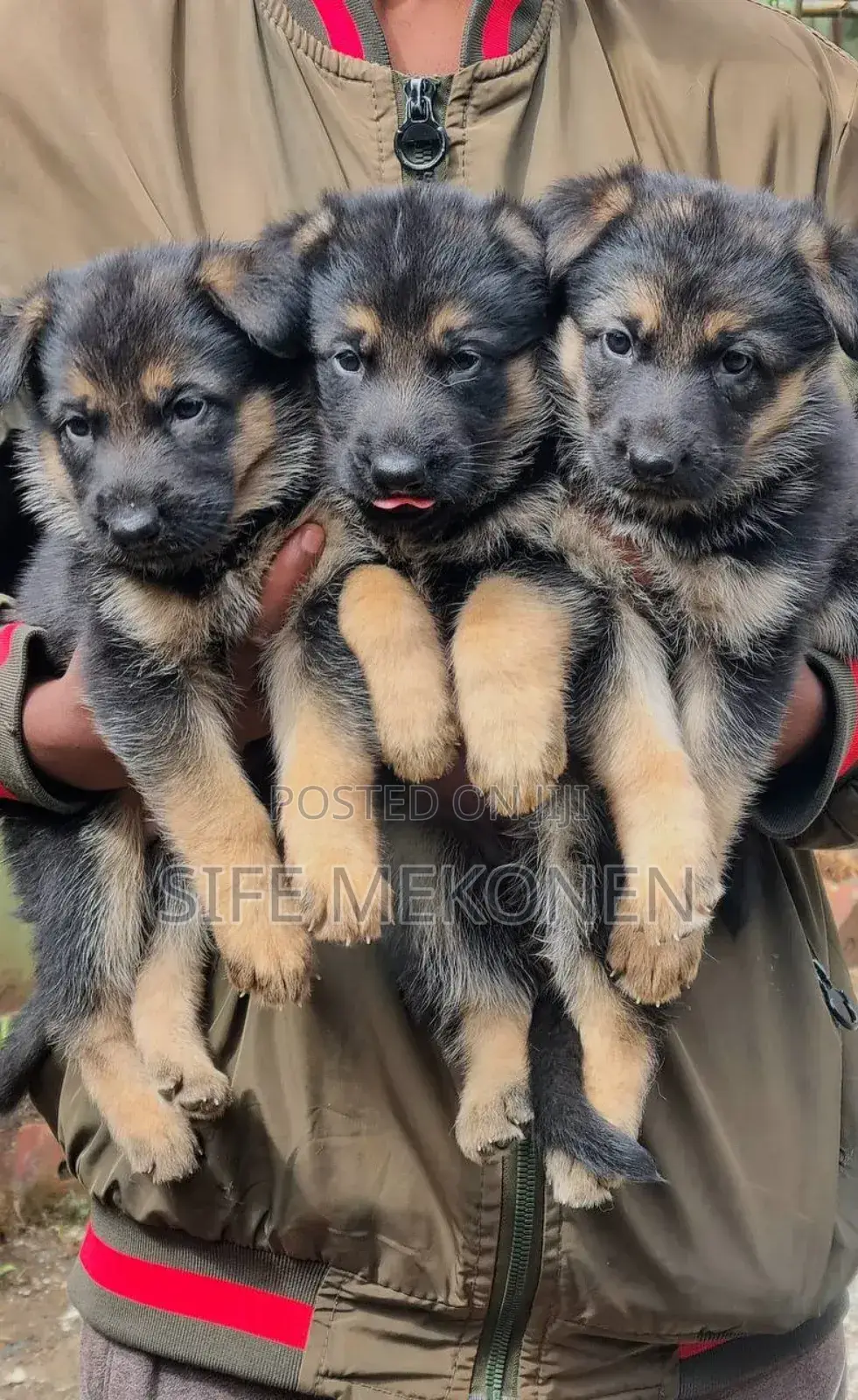 1-3 months Male Purebred German Shepherd