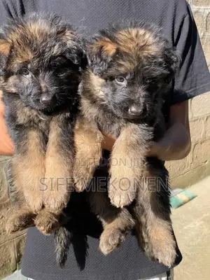 1-3 months Male Purebred German Shepherd