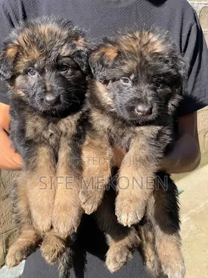 Photo - 1-3 months Male Purebred German Shepherd