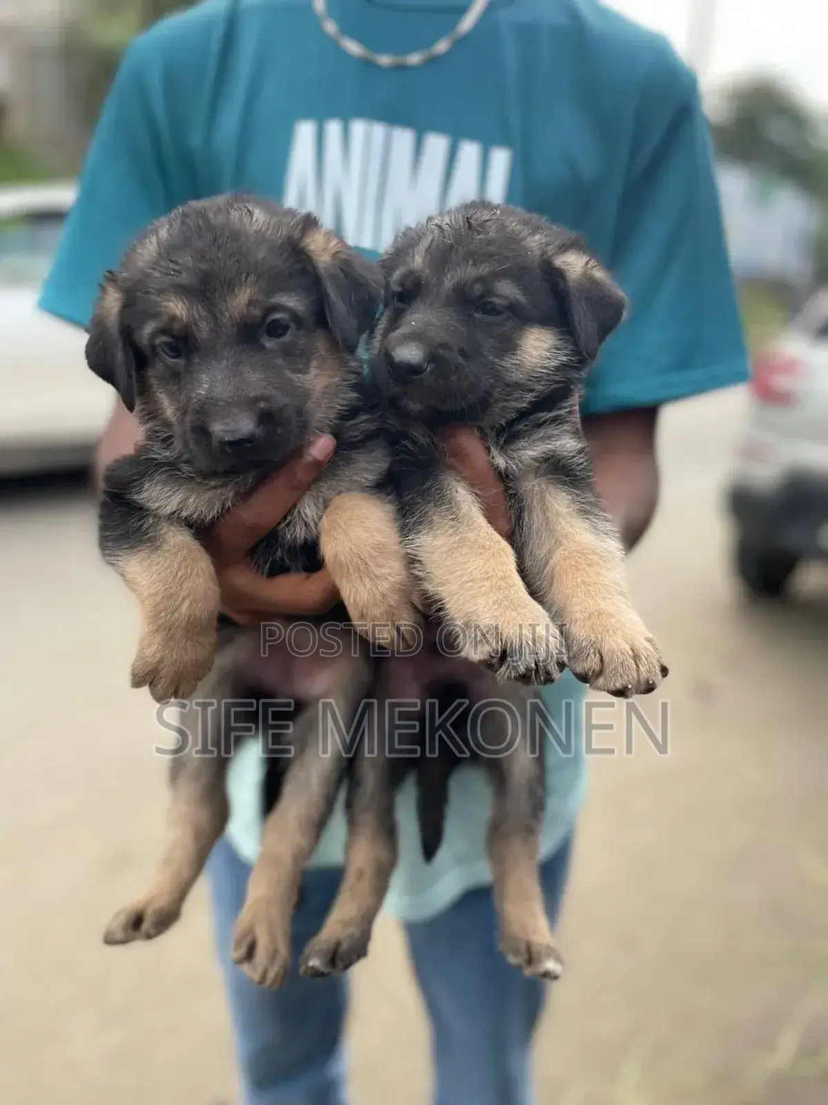 1-3 months Male Purebred German Shepherd