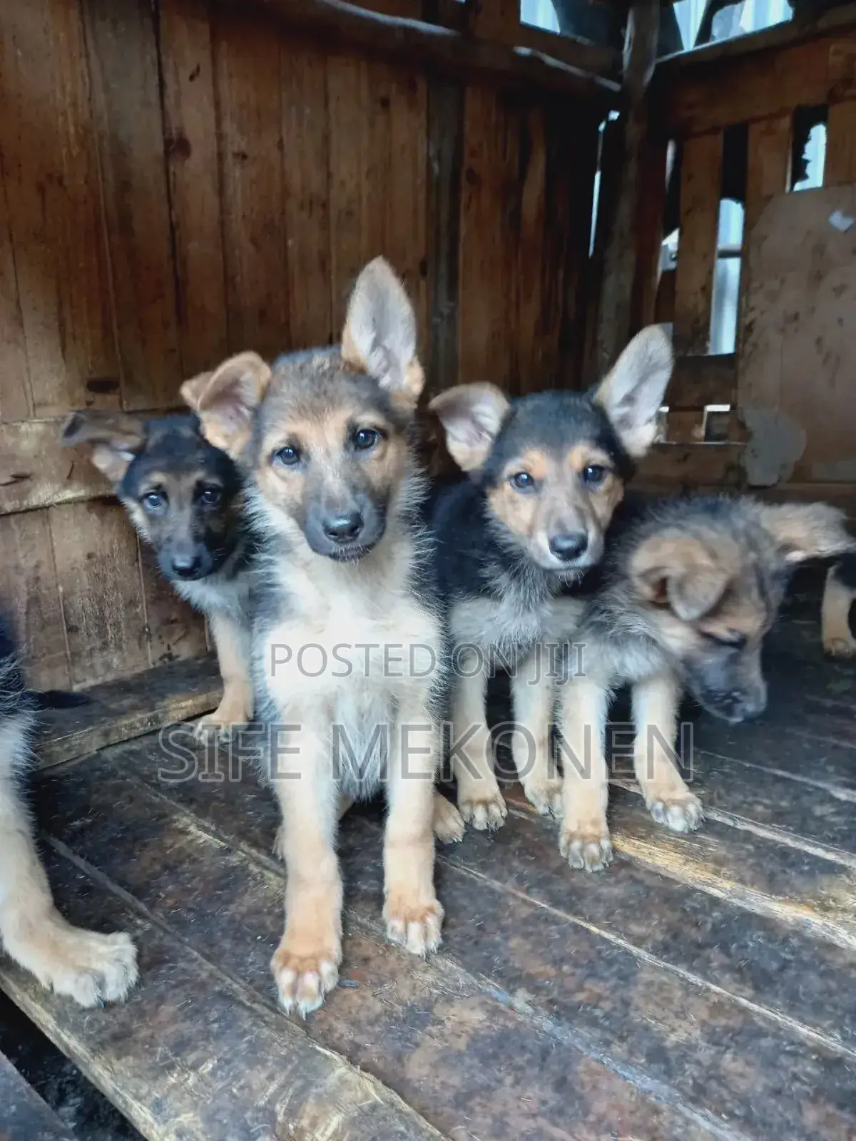 1-3 months Male Purebred German Shepherd