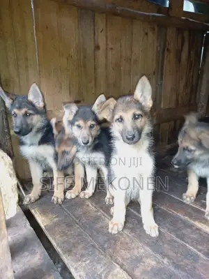 Photo - 1-3 months Male Purebred German Shepherd