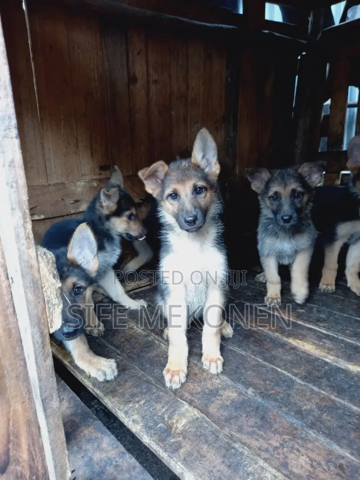 1-3 months Male Purebred German Shepherd