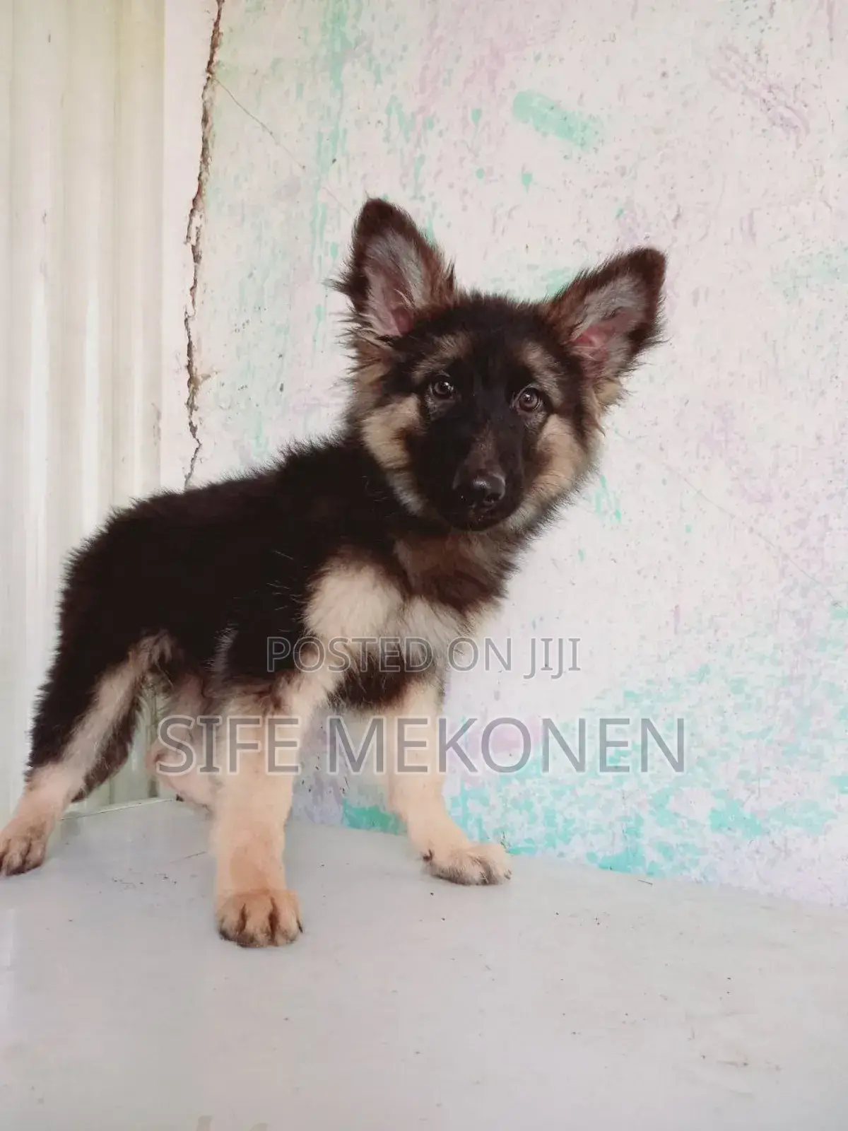 1-3 months Male Purebred German Shepherd