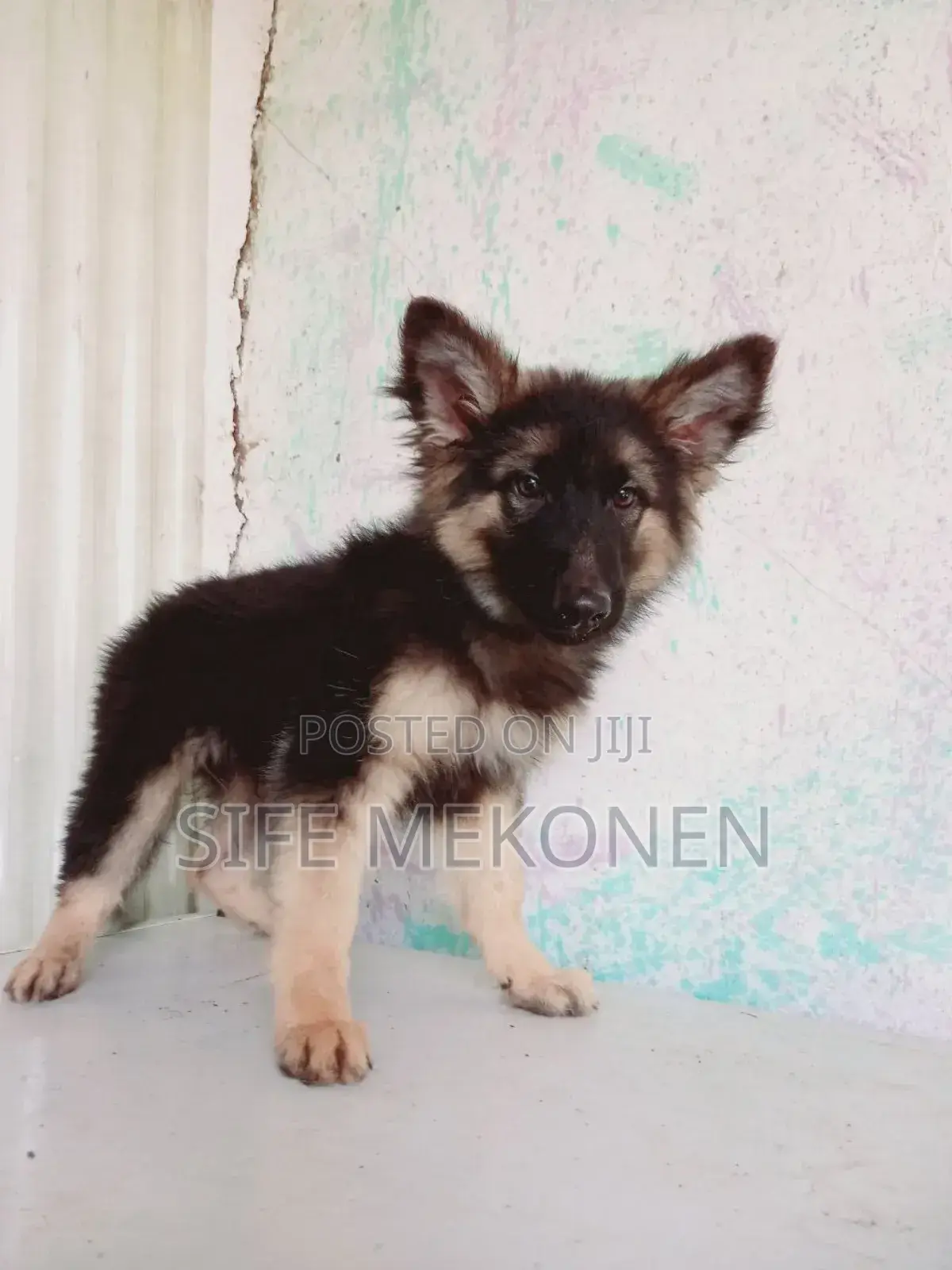1-3 months Male Purebred German Shepherd