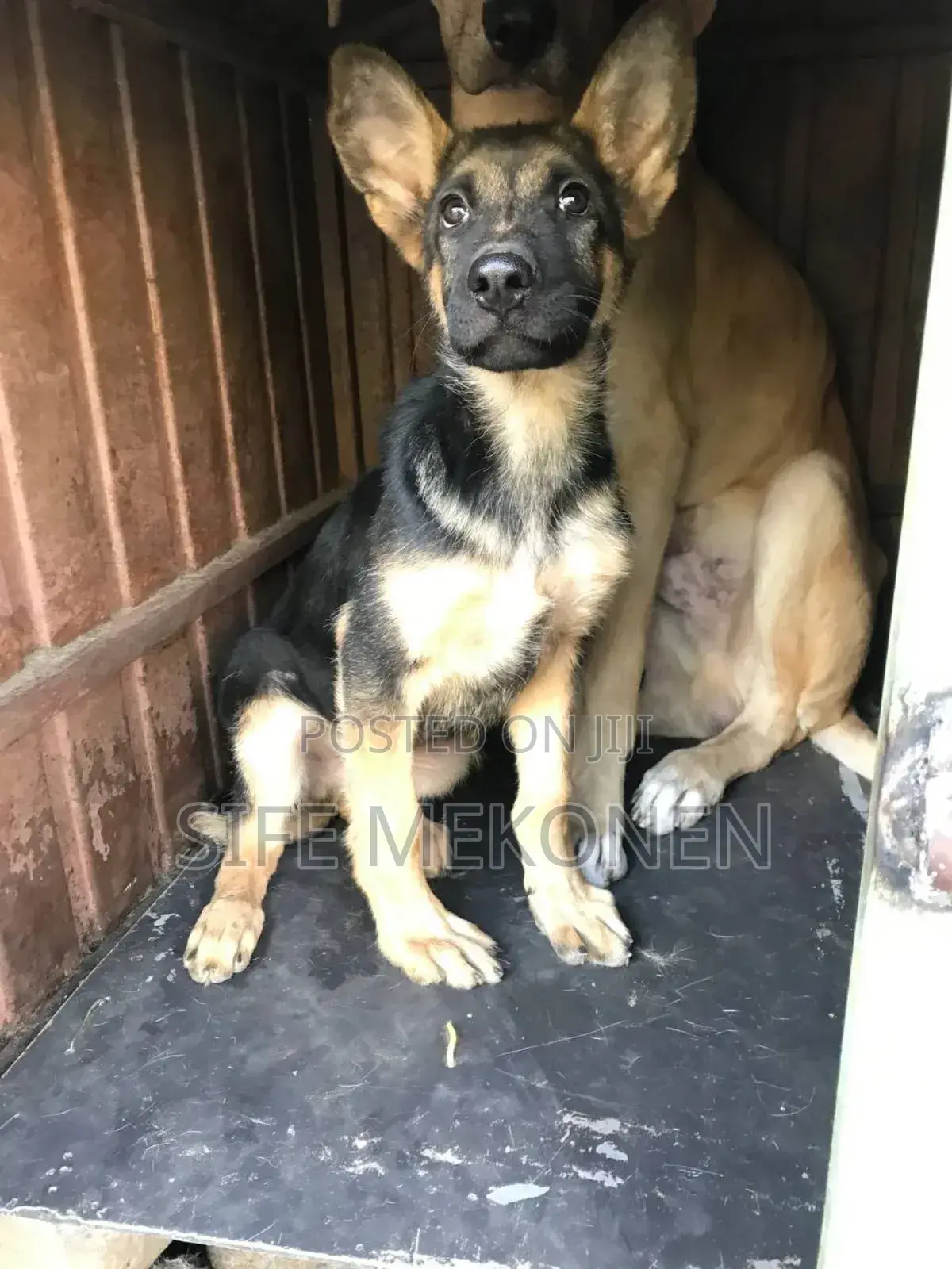 1-3 months Male Purebred German Shepherd