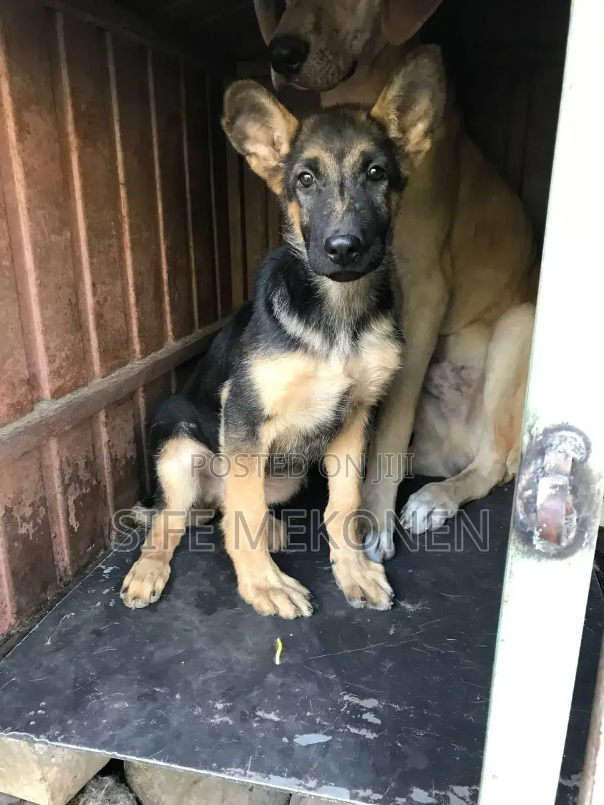 1-3 months Male Purebred German Shepherd