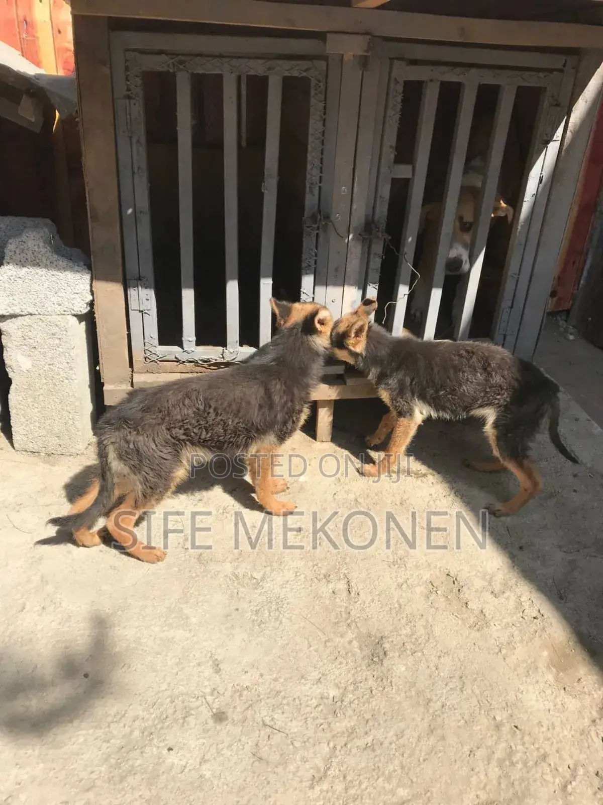 1-3 months Male Purebred German Shepherd