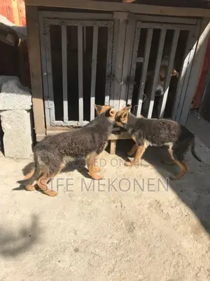 1-3 months Male Purebred German Shepherd