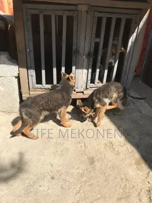 Photo - 1-3 months Male Purebred German Shepherd