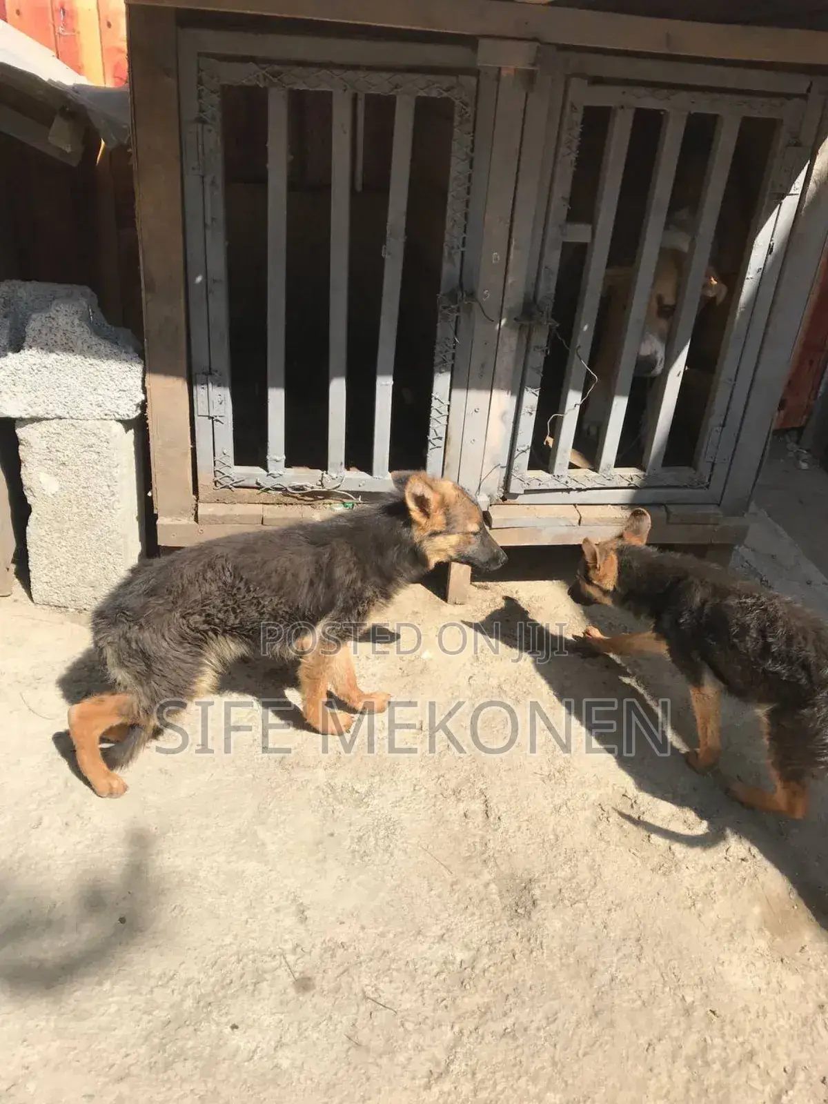 1-3 months Male Purebred German Shepherd