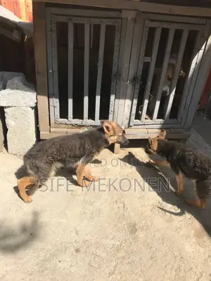 1-3 months Male Purebred German Shepherd