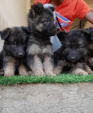 Photo - 1-3 months Male Purebred German Shepherd