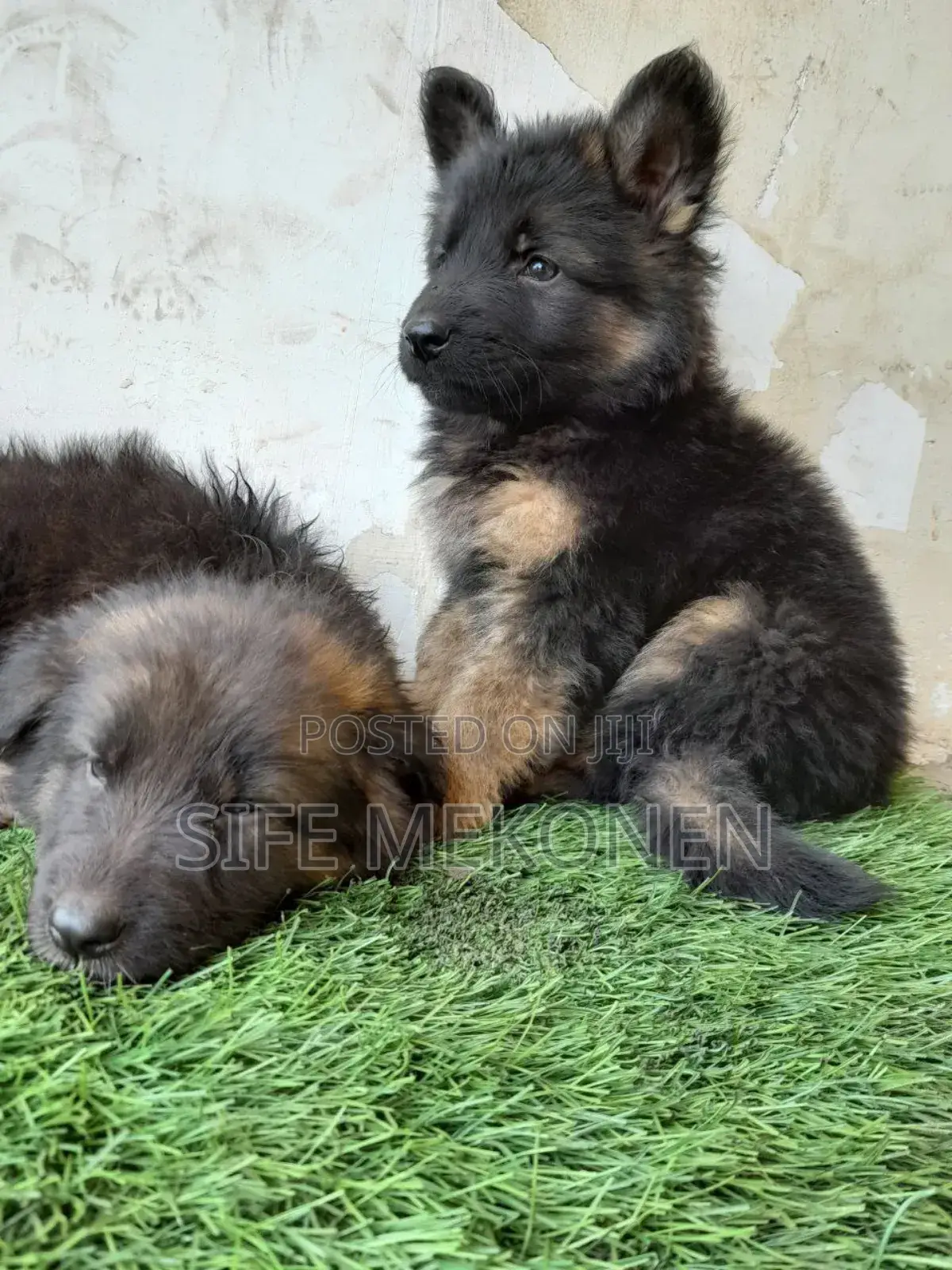 1-3 months Male Purebred German Shepherd