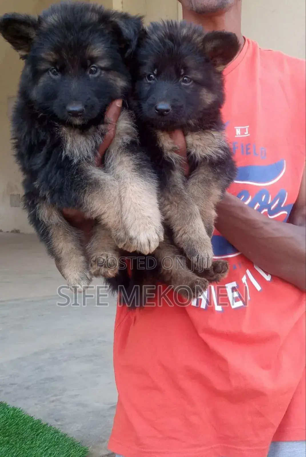 1-3 months Male Purebred German Shepherd