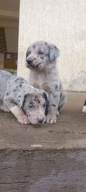 Photo - 1-3 months Male Purebred Great Dane