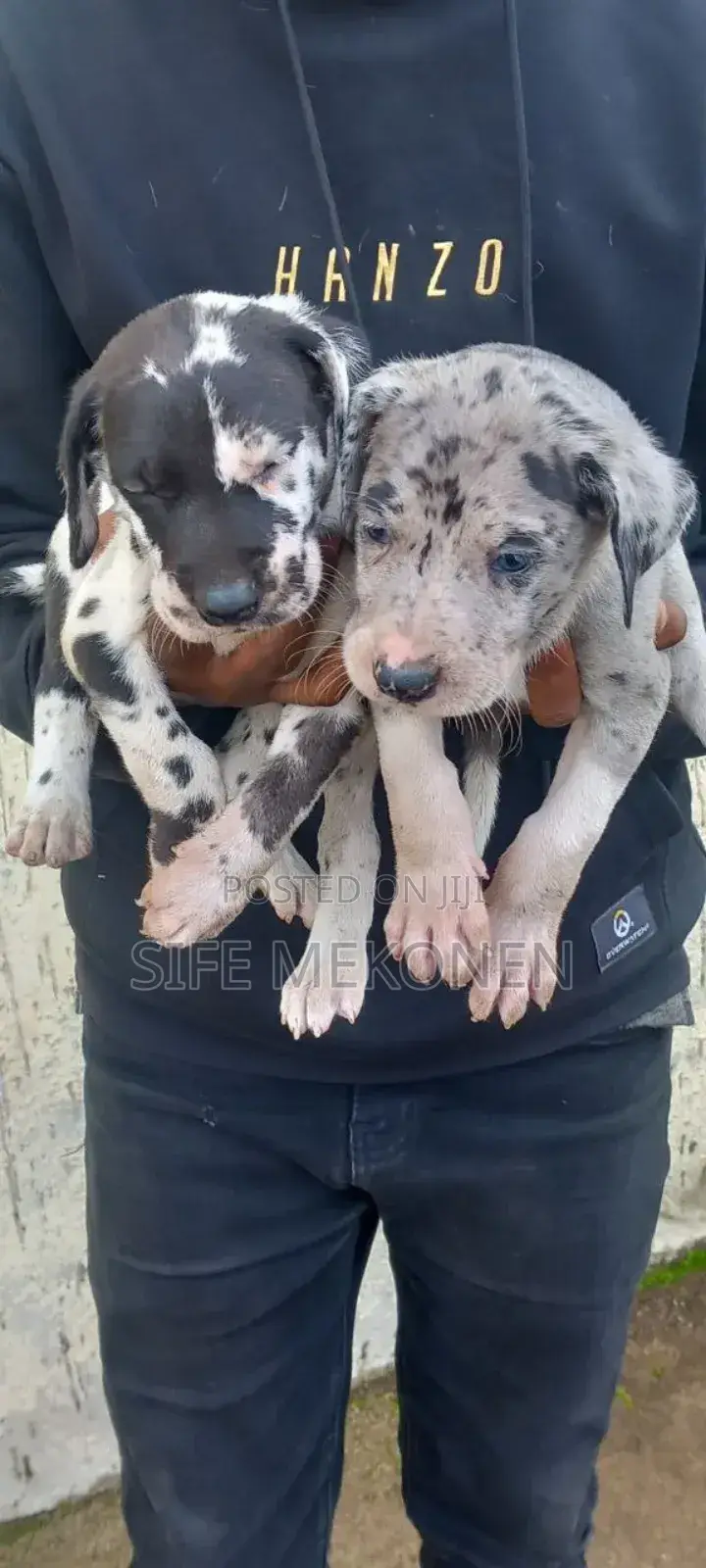 1-3 months Male Purebred Great Dane