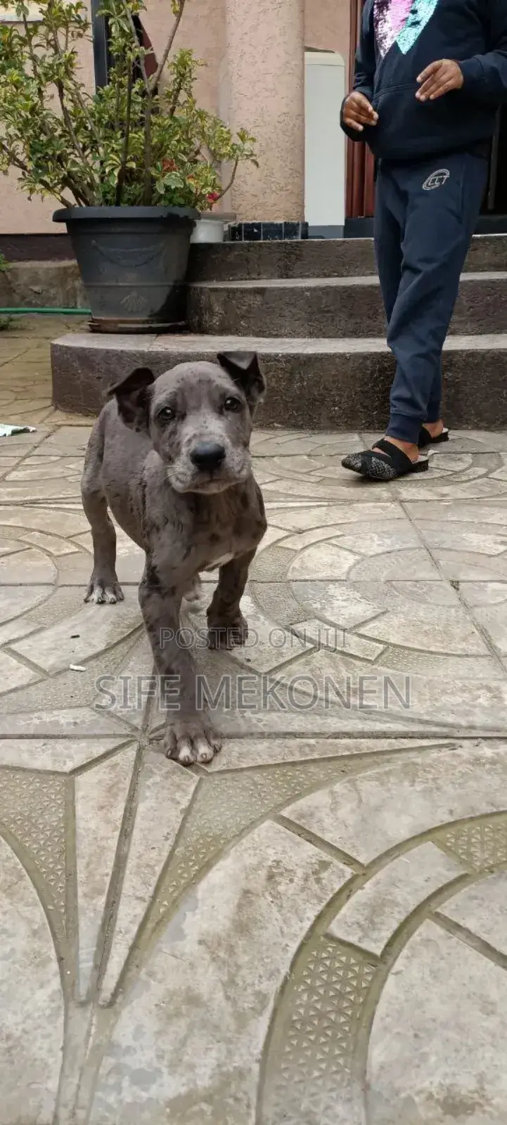 1-3 months Male Purebred Great Dane