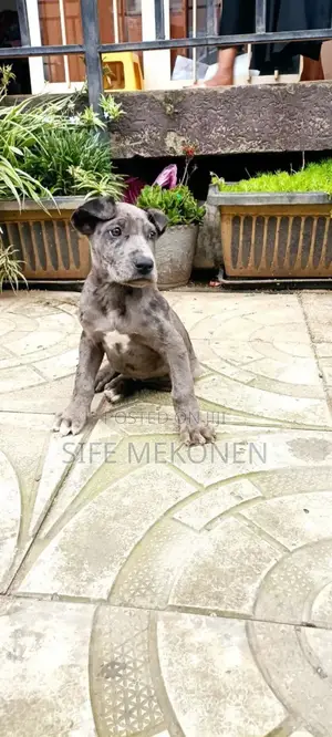 1-3 months Male Purebred Great Dane